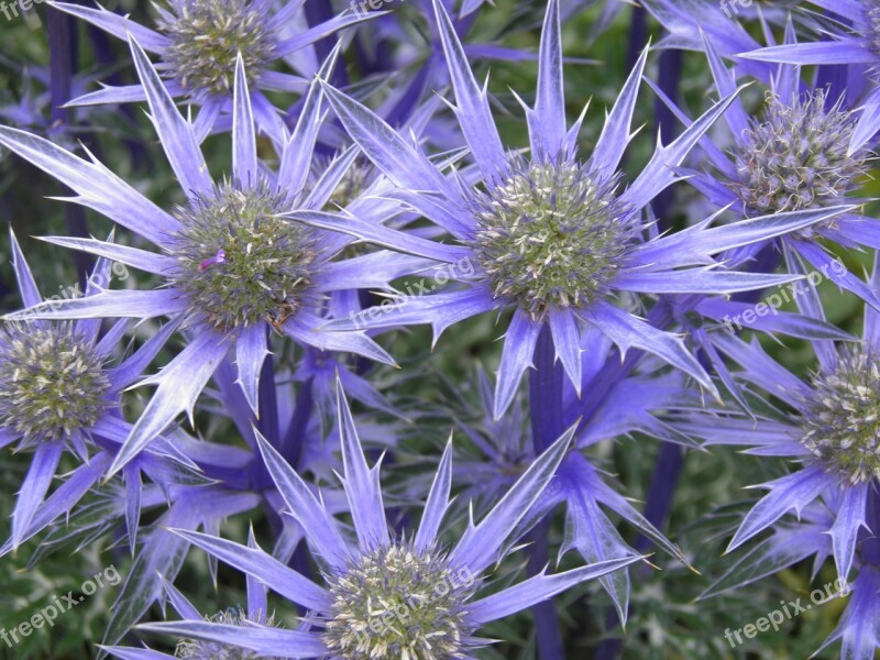 Eryngium Sea Holly Flower Blue Background