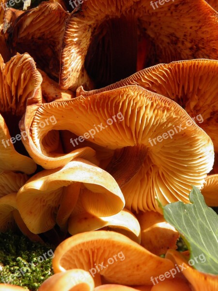 Fungus Toadstool Honey Fungus Edible Free Photos