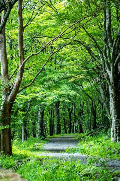 Green Tree Lined Road Japan Kanagawa Japan