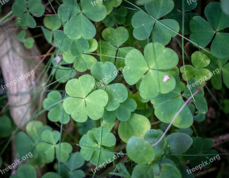 Klee Four Leaf Clover Leaves Green Plant