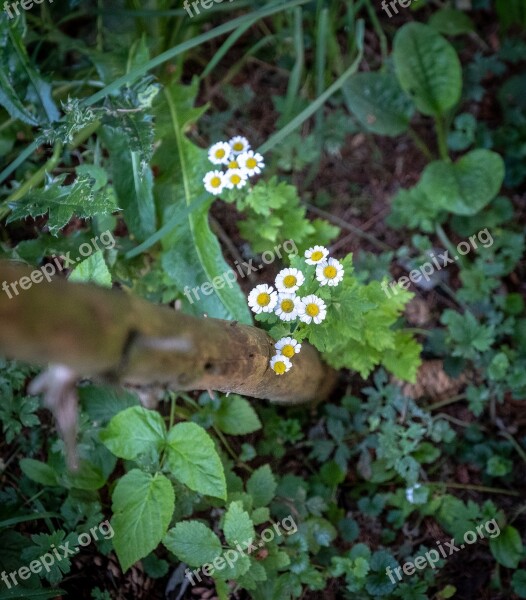 Daisy Daisies Nature Meadow Flower Meadow