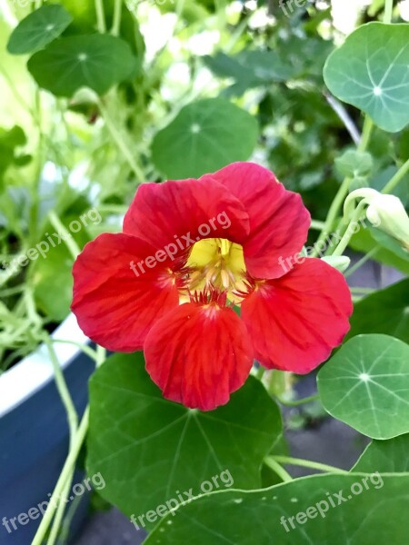 Tropaeolum Majus Edible Flower Salad Free Photos