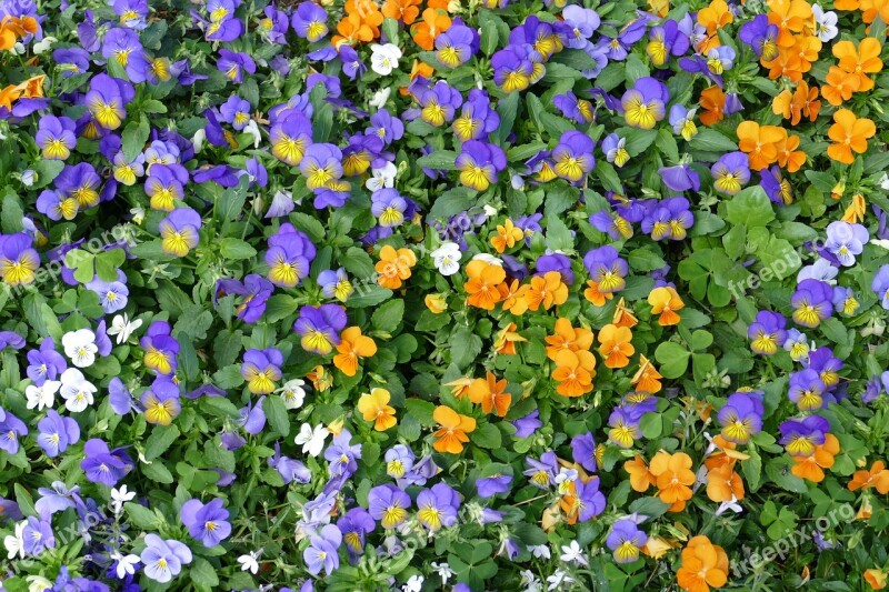 Viola 400–500 Pansy Flower Nature