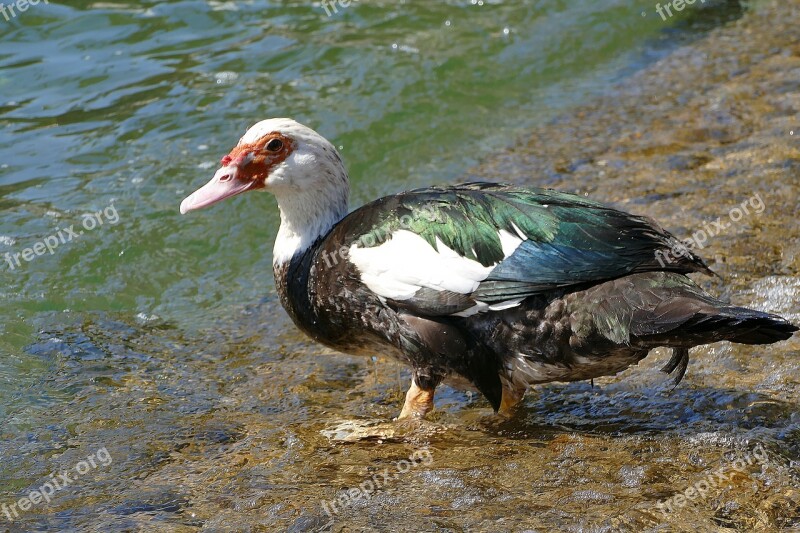 Wart Duck Bird Animal World Water Bird Water