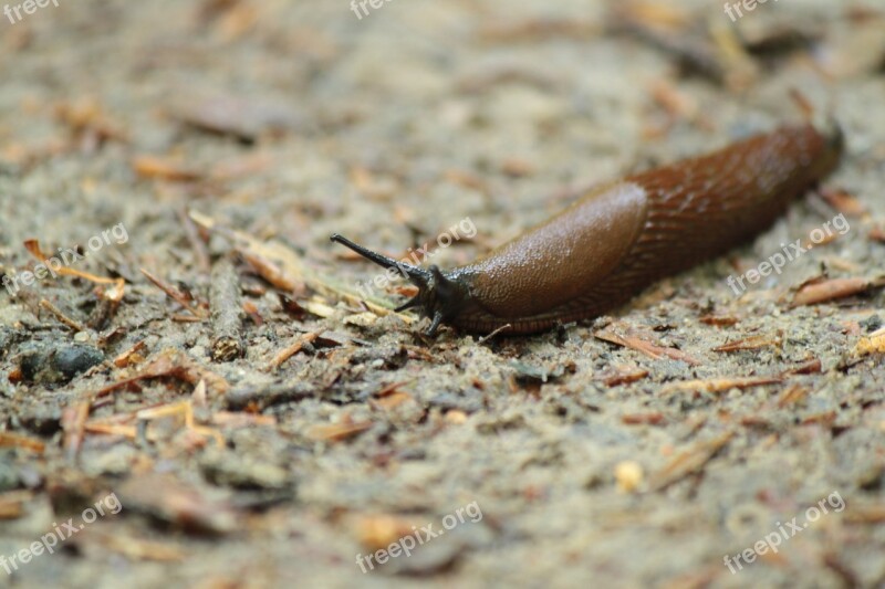 Slug Snail Snails Molluscs Free Photos