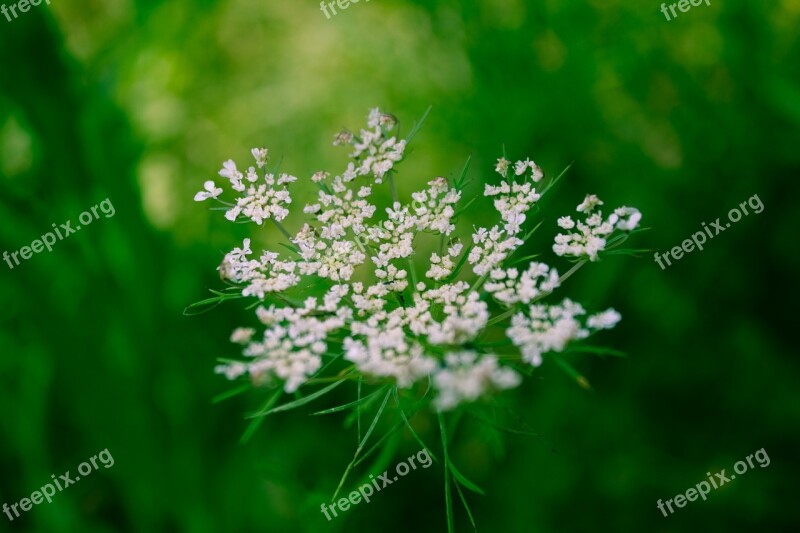 Flower White Green Nature Spring