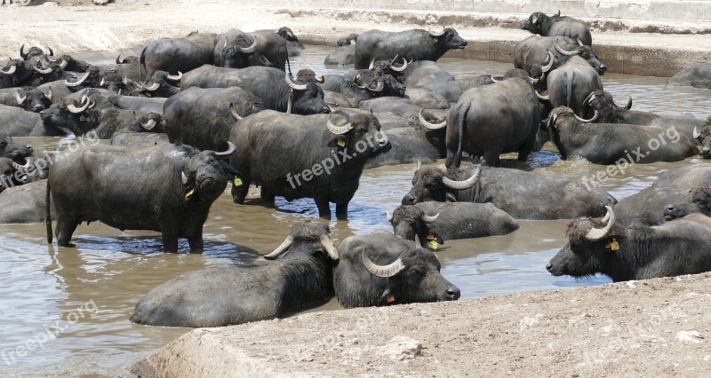 Buffalo Water Buffalo Animal Agriculture Ruminant