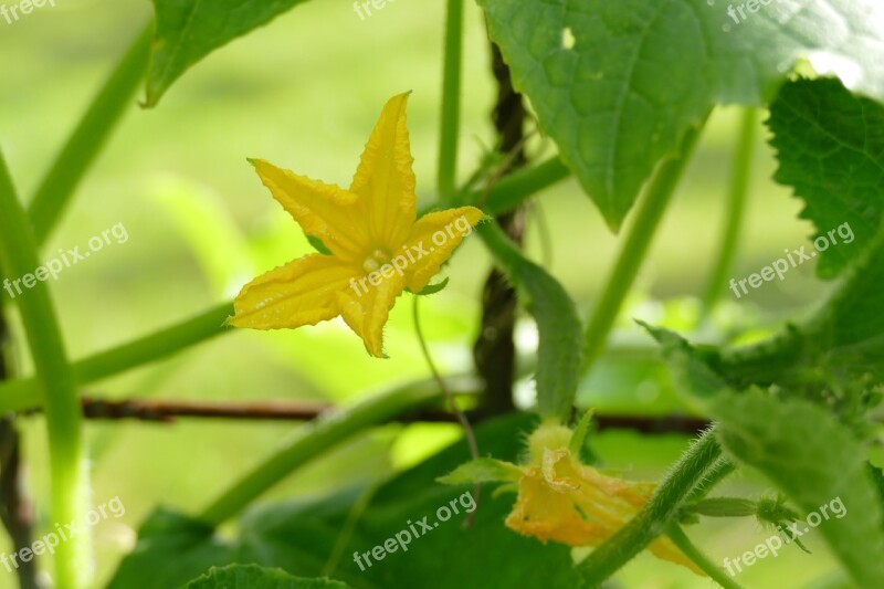 Cucumbers Cucumber Flowers Vegetables Tomatoes Plant