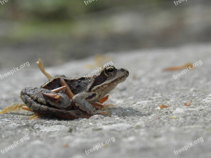 The Frog Forest Amphibians Nature Animal