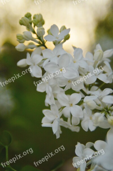 Lilac Green White Blossom Bloom