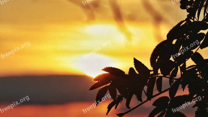 Sunset Silhouette Sun Nature In The Free