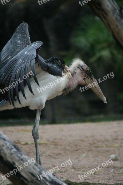 Wader Bird Bill Animal World Plumage