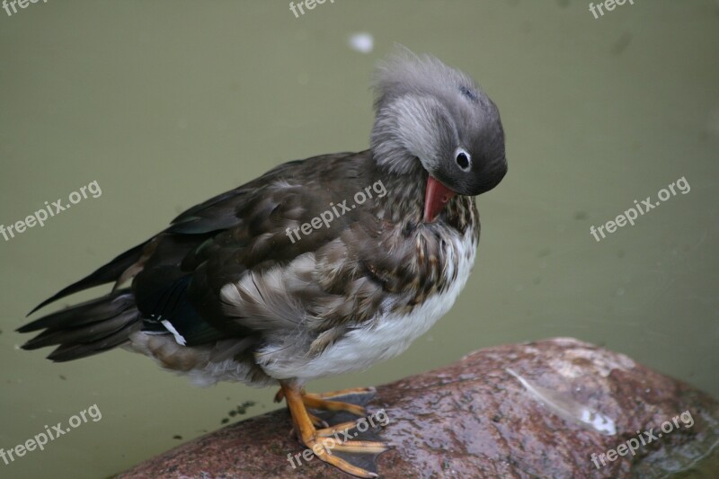 Duck Water Bird Animal Bird Duck Bird