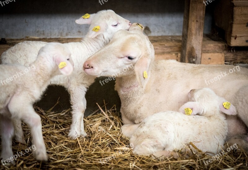 Sheep Sheep Breeding Lamb Wool Pasture