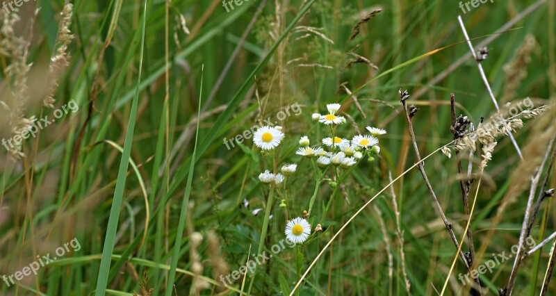 Meadow Field Flowers Grass Blooming Flowers Nature