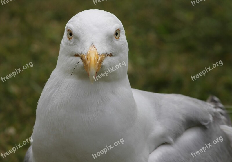 Seagull Close Up View Head Seevogel