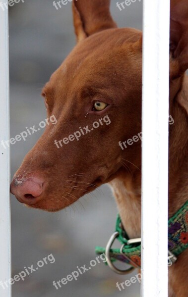 Dog Greyhound Animal Fence Head