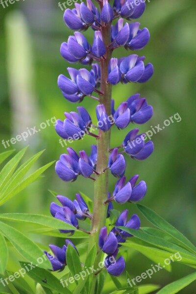 Lupine Flower Nature Summer Outdoors