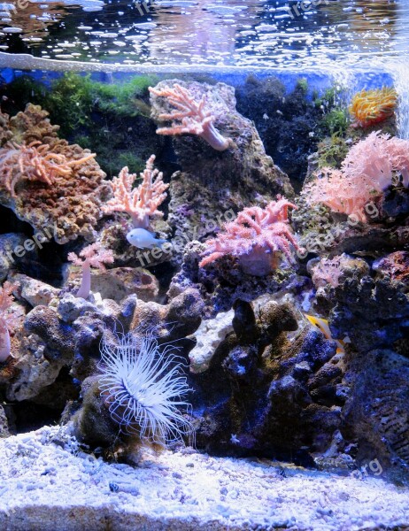 Aquarium Marine Aquarium Reefs Reef Aquarium Actinium