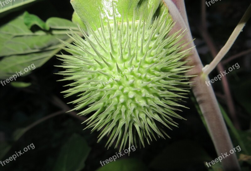 Flower Nature Green Croatia Dalmatia