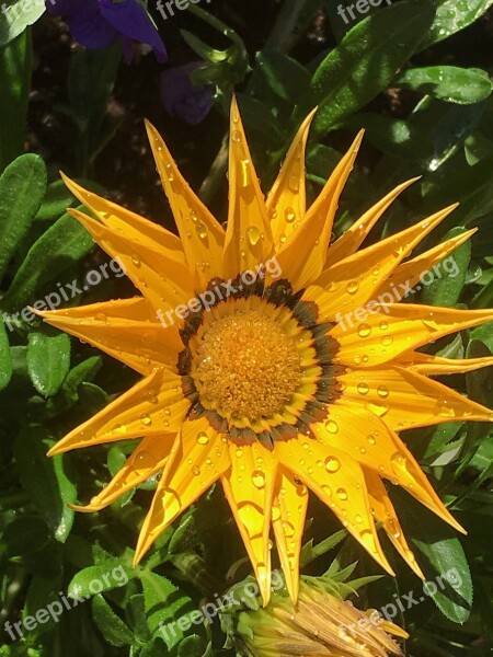 Gazania Flower Summer Watering Plants Flora