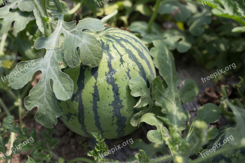 Plant Vegetable Country Watermelon Leaves