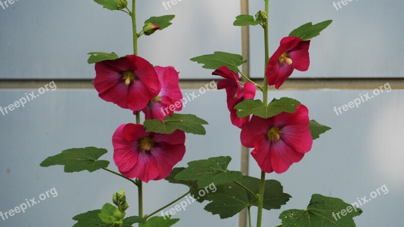 Hollyhock Garden Flowers Nature Summer