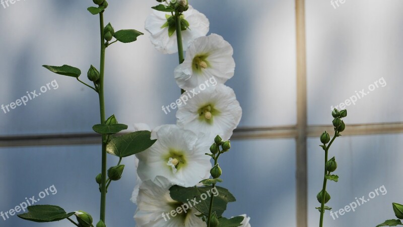 Hollyhock Garden Flowers Nature Summer