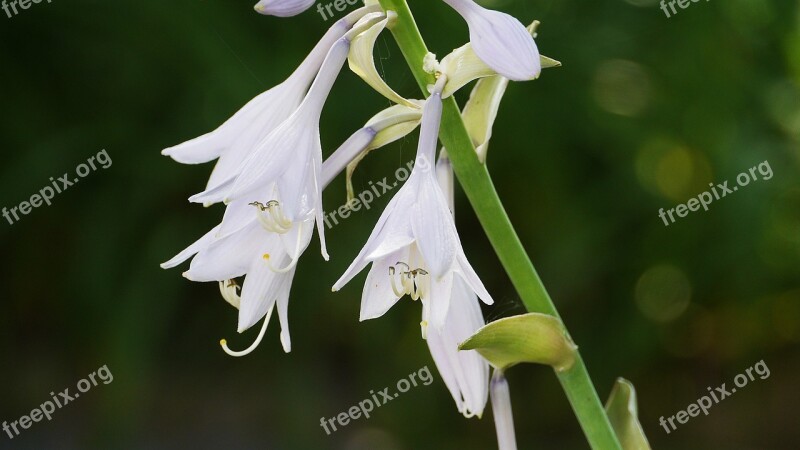 Garden Flowers Nature Summer Wild