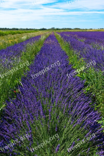 Lavender Lavender Field Field Summer Colorful