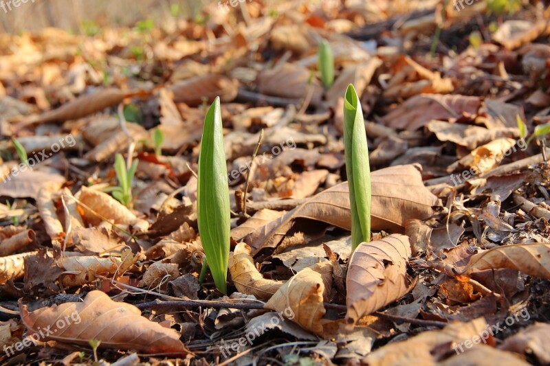 Spring Fallen Leaves Greens Rostock Sheet