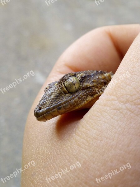 Dragon Gecko Hand Trapped Reptile