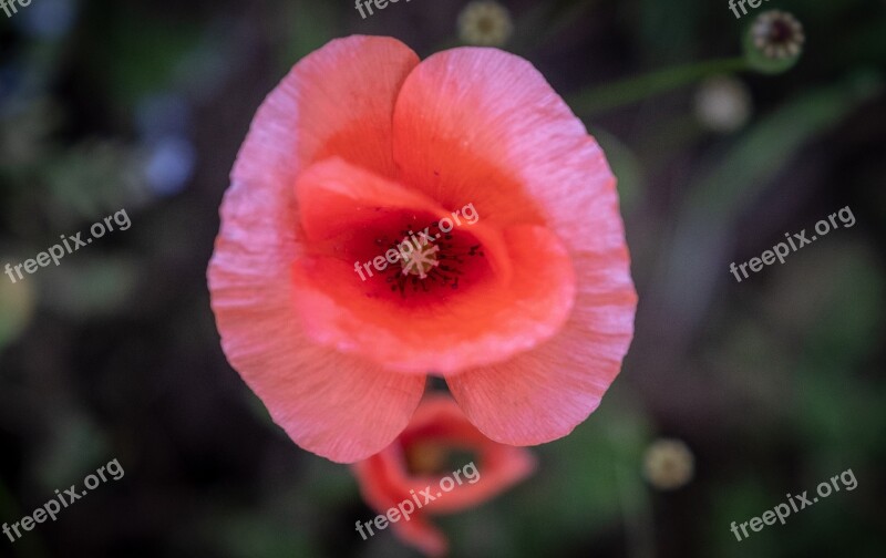 Cornflower Poppy Red Flower Nature Flower