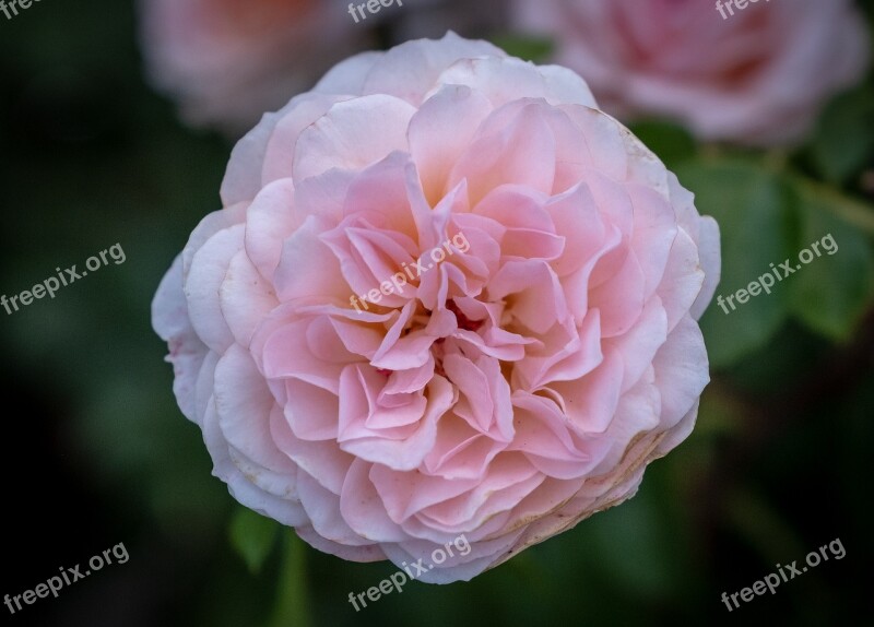 Rose Blossom Bloom Pink Flower