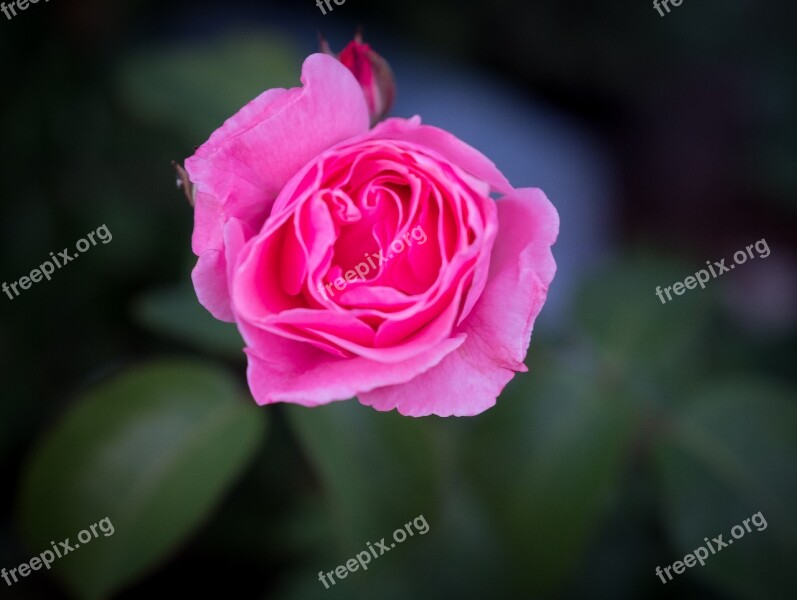 Rose Blossom Bloom Pink Flower