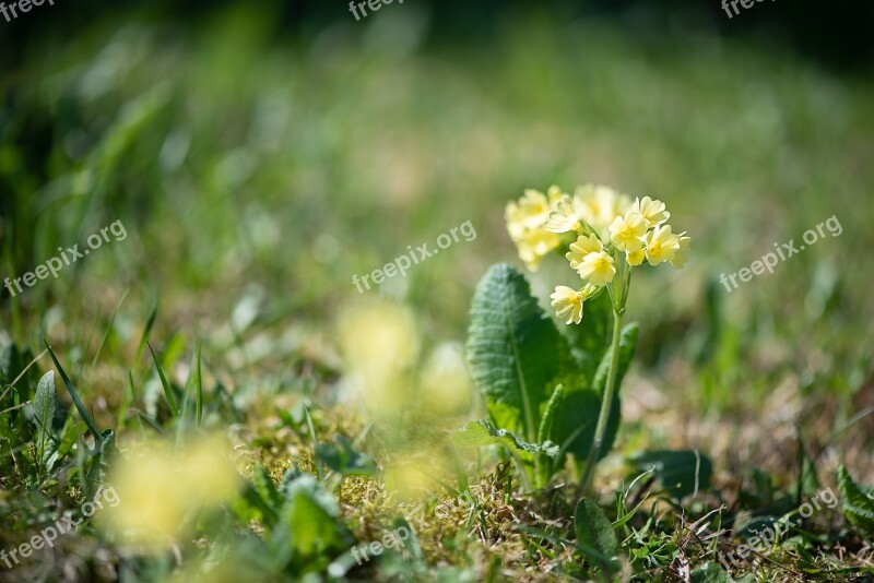 Cowslip Yellow Yellow Flower Flowers Yellow Flowers