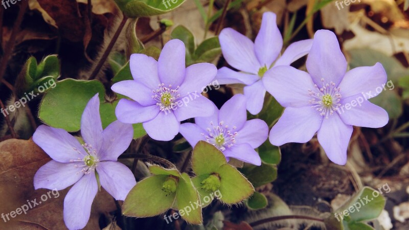 Hepatica Nobilis Anemone Hepatica Anemone Artery Podléška