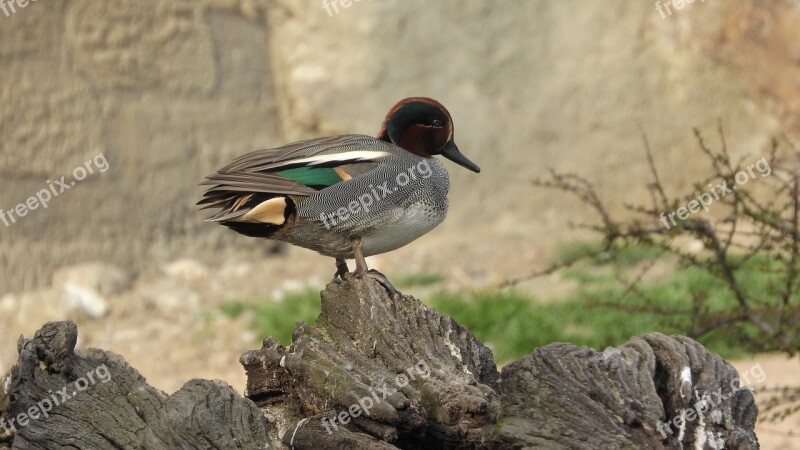 Anas Crecca Garganey General Garganey Duck Waterfowl