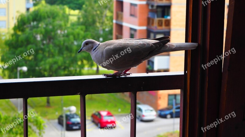 Eurasian Collared Dove Railing Balcony