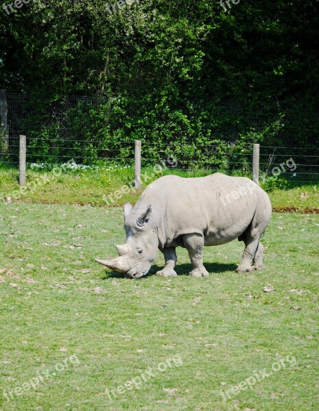 Rhino Cerza Savannah Free Photos