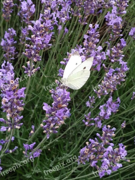 Butterfly Lavender White Ling Free Photos