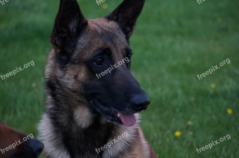 Belgian Malinois Dog Shepherd Dog Free Photos