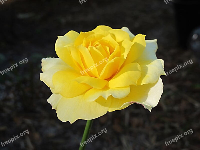 Rose Yellow Rose Flower Yellow Nature