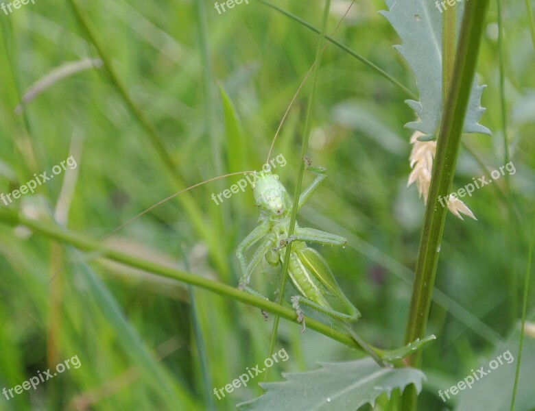 Viridissima Grass Meadow Grasshopper Insect