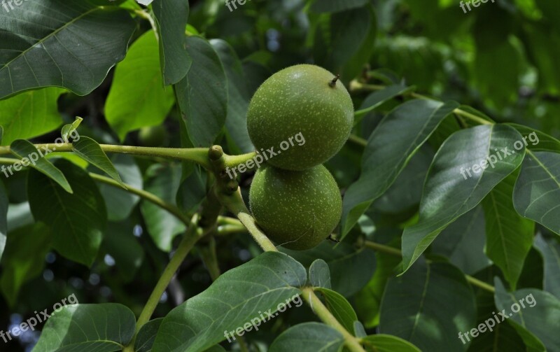 Walnut Tree Foliage Nuts Healthy