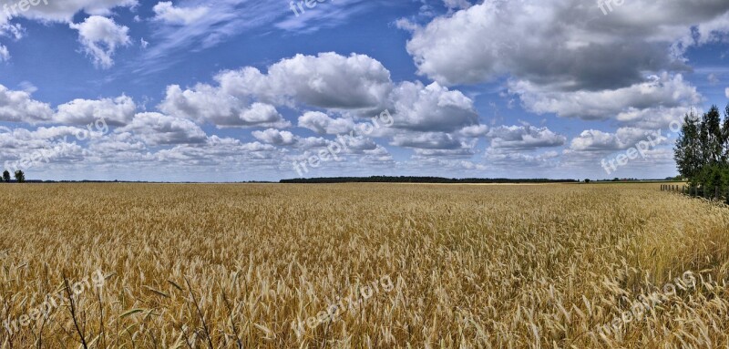 Field Corn Agriculture Village Summer