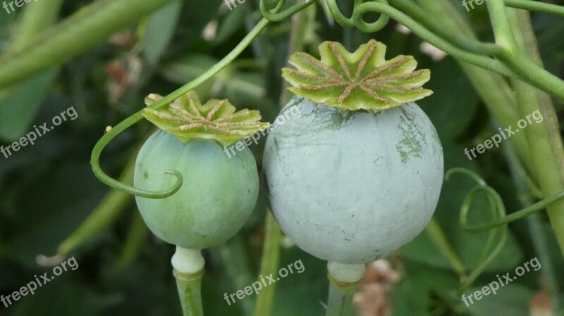 Poppy Balls Green Klatschmohn Faded