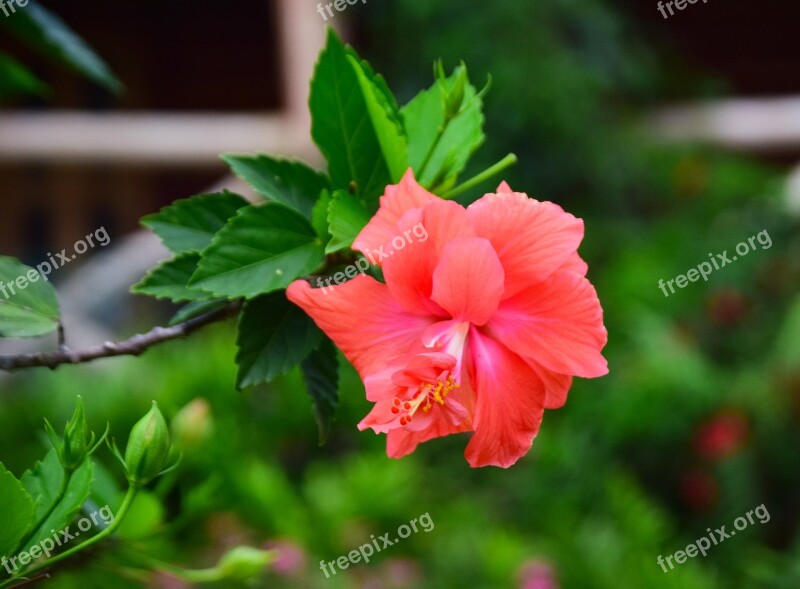 Flower Nature Green Color Plant