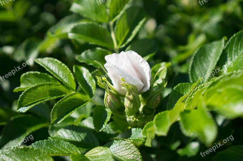 Rose Rose Bush Bud White Flower