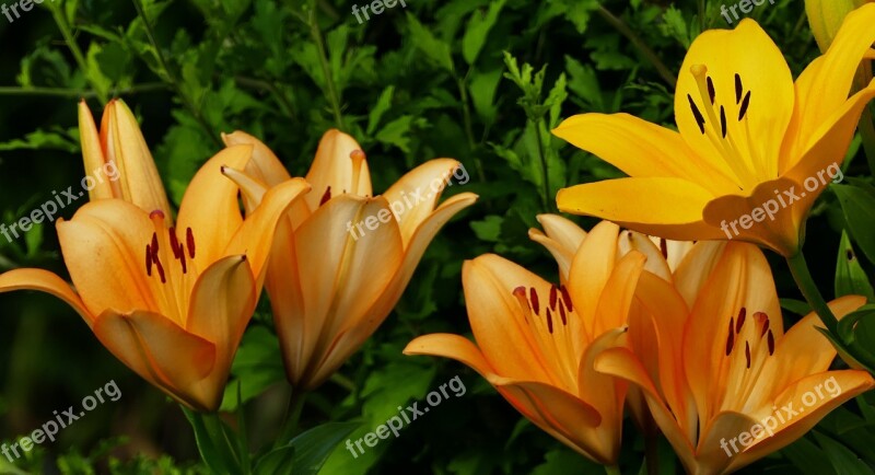 Nature Garden Daylily Flowers Green